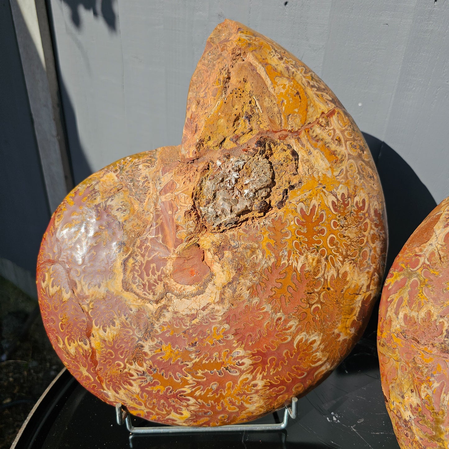 Large Ammonite Fossil Pair