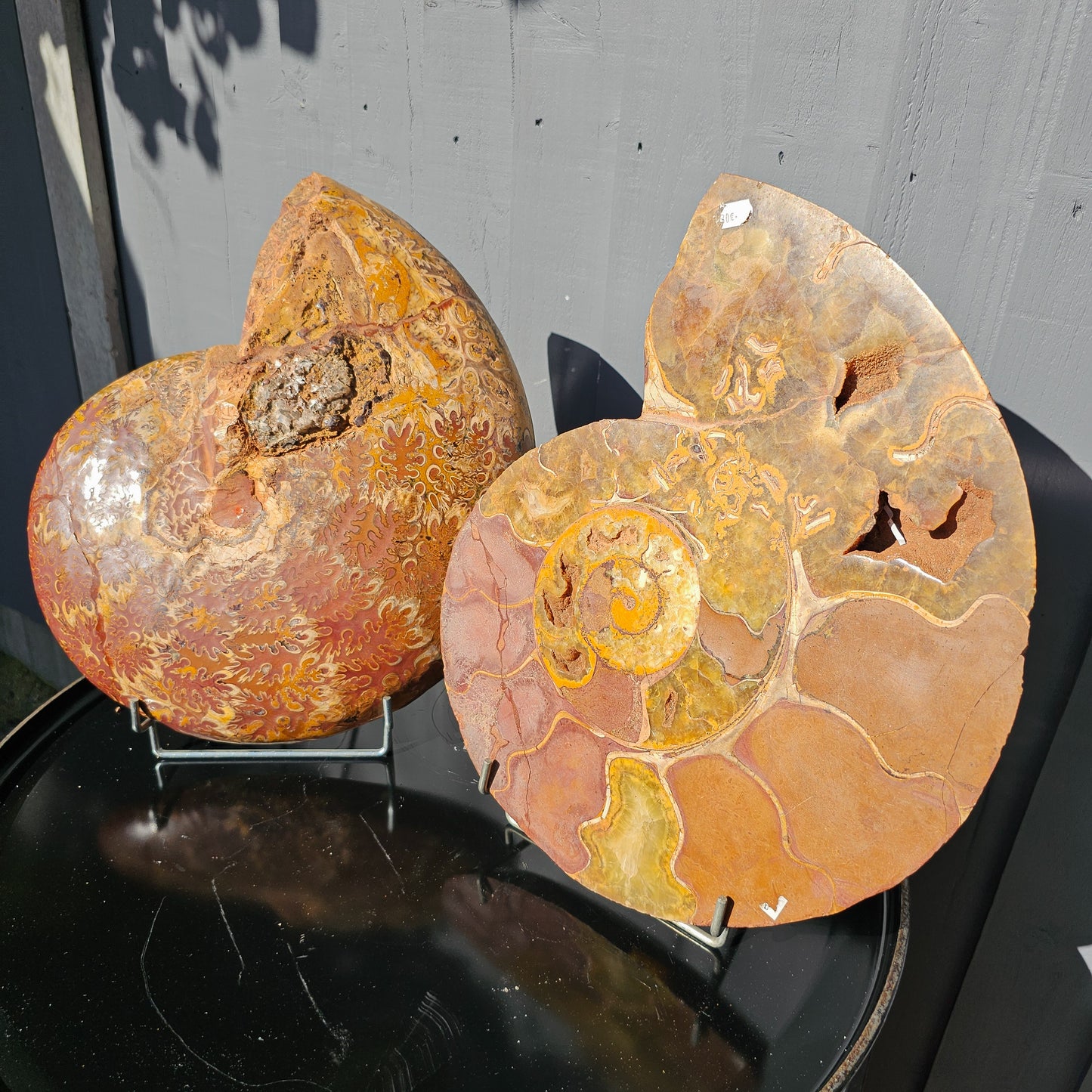 Large Ammonite Fossil Pair