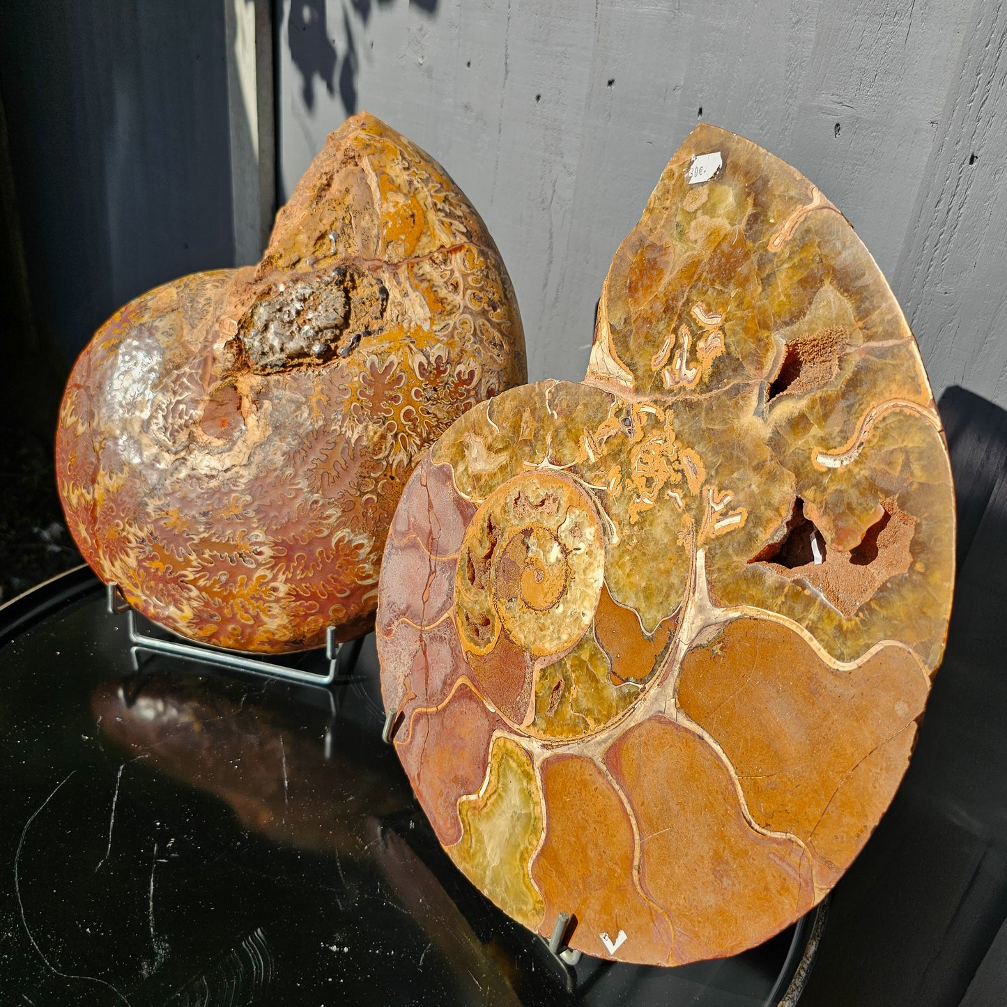 Large Ammonite Fossil Pair