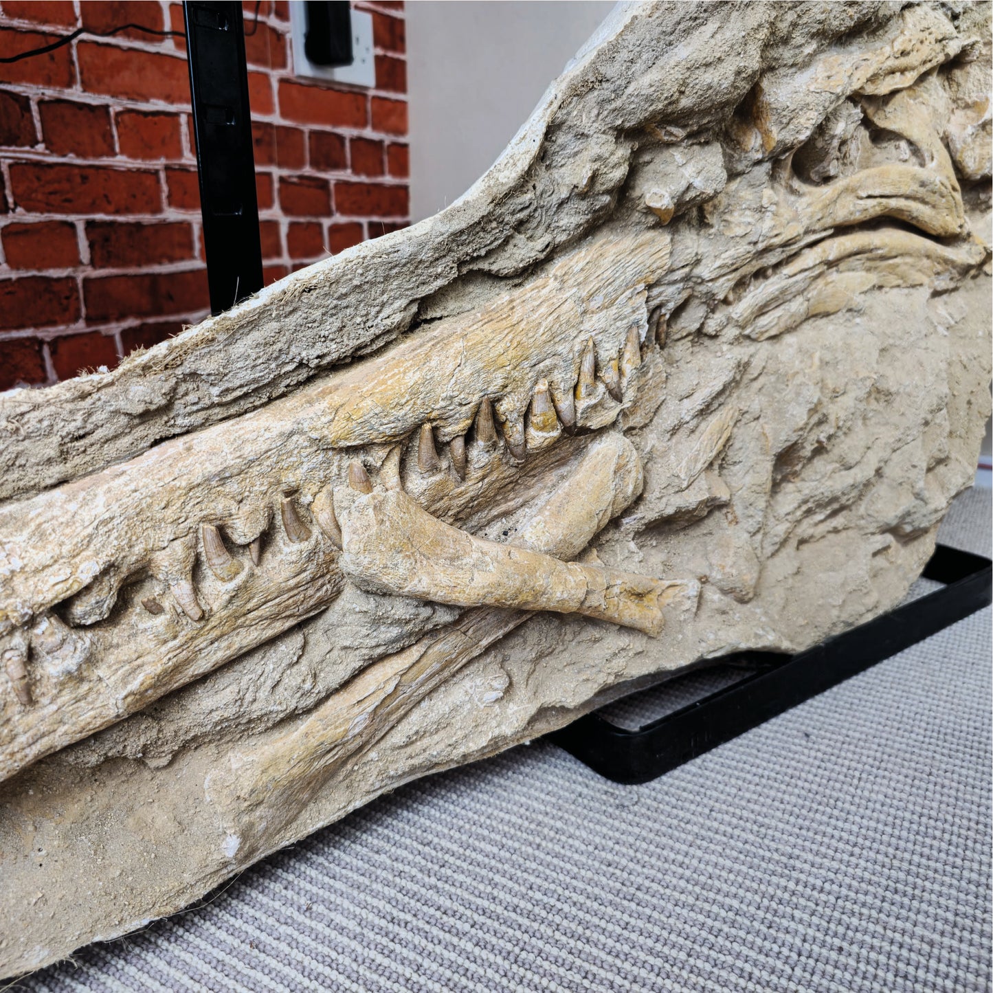 Fossilized Dyrosaurus Skull