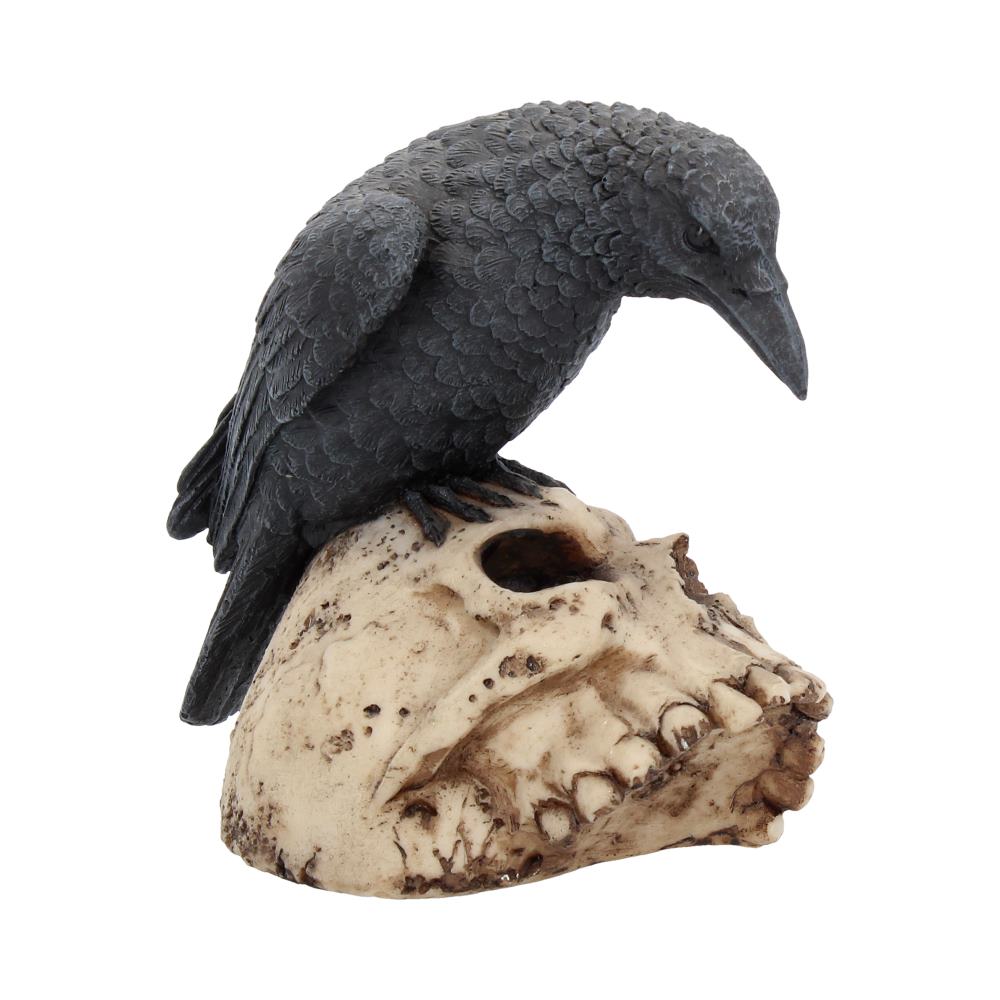 Ravens Remains (13cm)