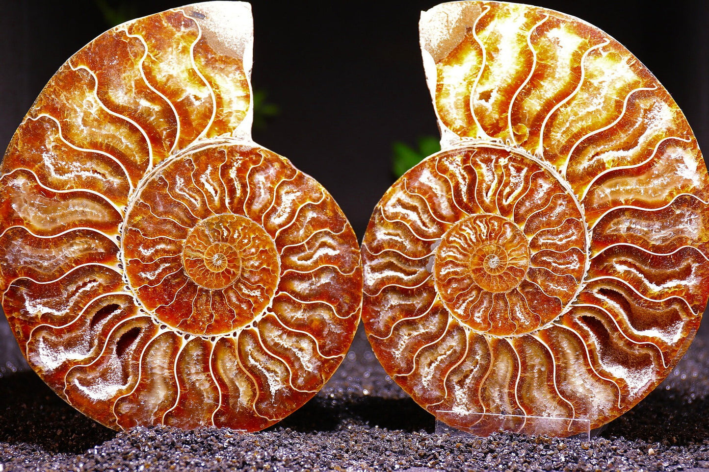 Pair Ammonite Fossil