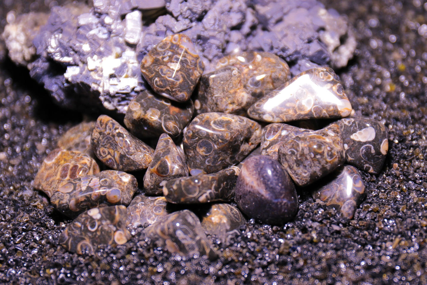 Agate Turritella