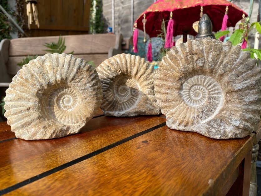 Ammonite knarly small medium large