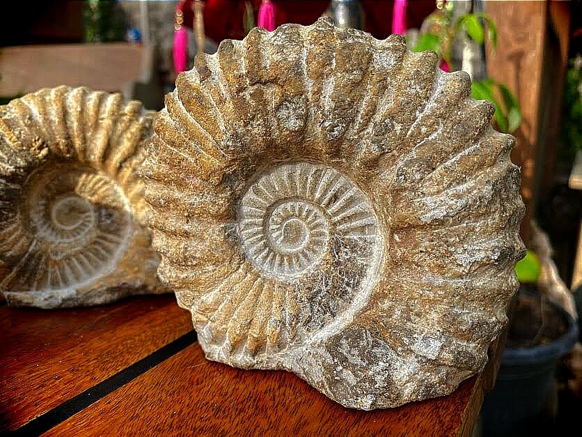 Ammonite knarly small medium large
