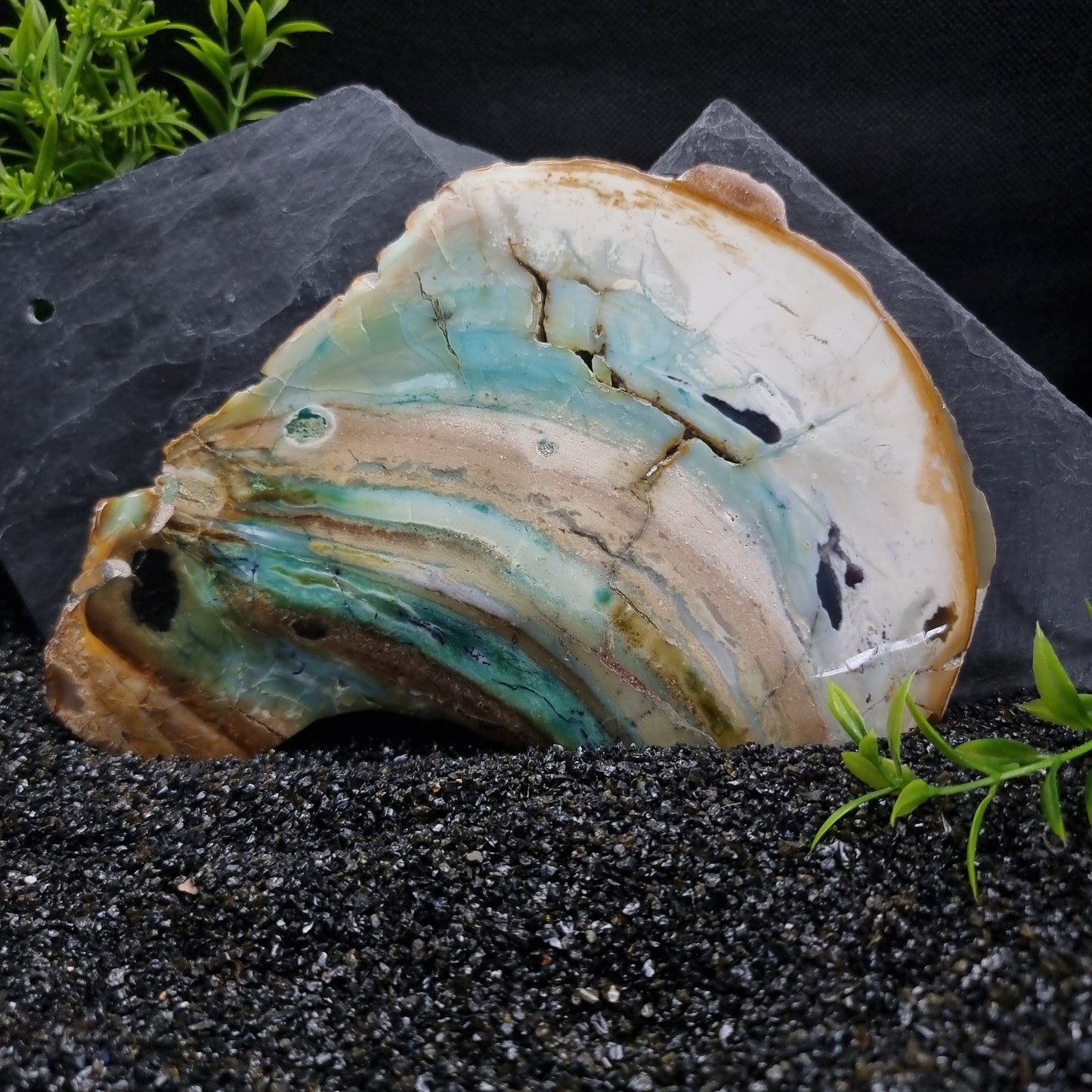 Blue Opal within fossilised wood