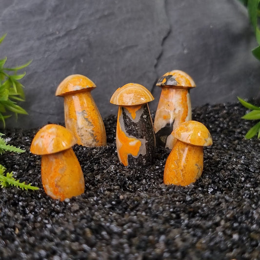 Bumble Bee Jasper Mushrooms