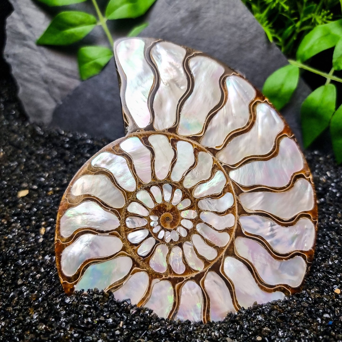 Ammonite Shell with Mother of Pearl Inlay