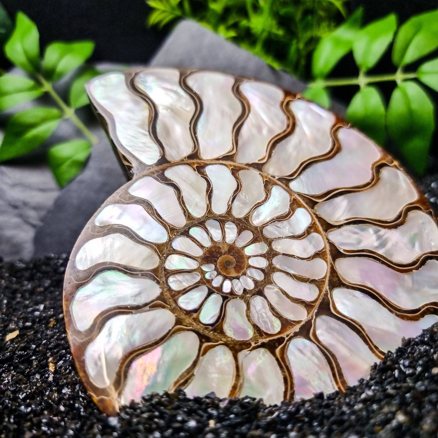 Ammonite Shell with Mother of Pearl Inlay