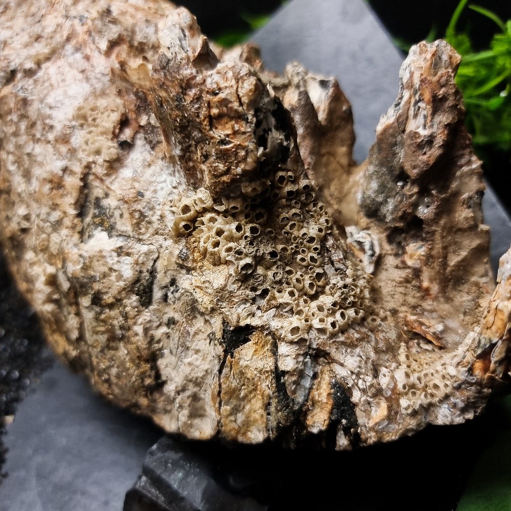 Fossilised Mammoth Tooth