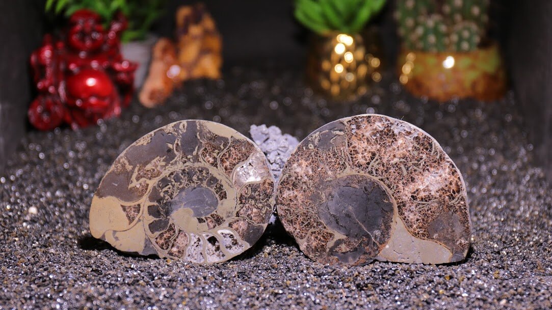 Ammonite filled with Pyrite (pair)