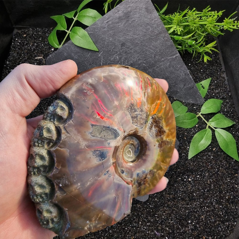 Ammonite Fossil with Carved Skulls