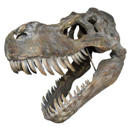 Tyrannosaurus Rex Skull Large 51.5cm