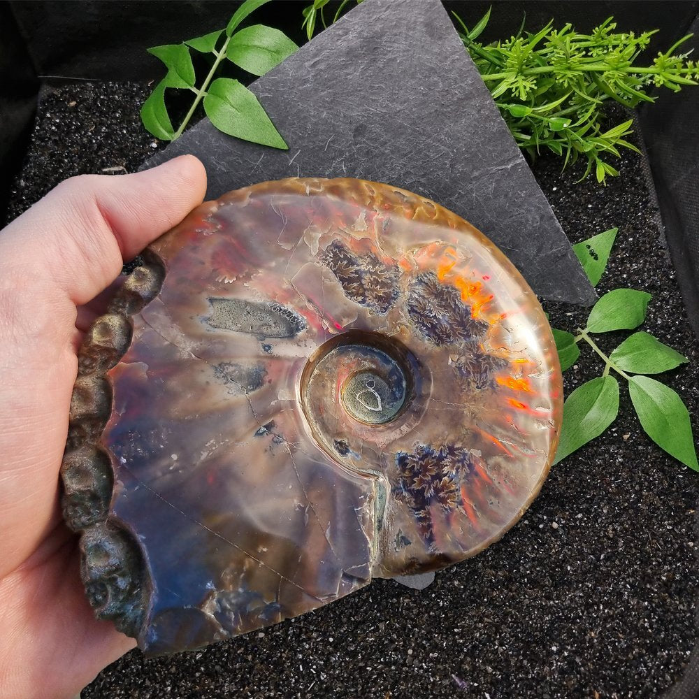 Ammonite Fossil with Carved Skulls